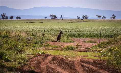 is kangaroo leather illegal.